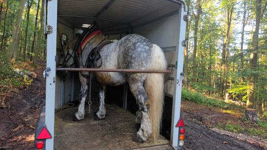 Stahování dřeva koňmi, transport koní, kůň Galopin s kočím Janem Domaníkem v Lípě u Zlína, Galopin váží víc než tunu