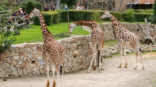Žirafy v zoo Jihlava jsou jedny z nejoblíbenějších zvířat