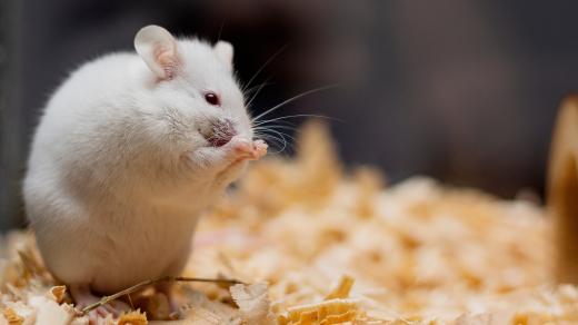 Laboratorní myš