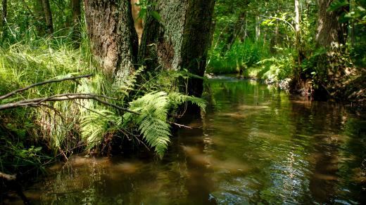 V cenném údolí Rudolfovského potoka by měl vzniknout přírodní park