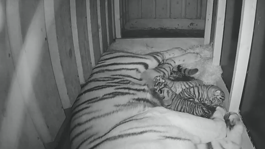 Skupina tygrů ussurijských v ZOO Hluboká se rozrostla o tři mláďata