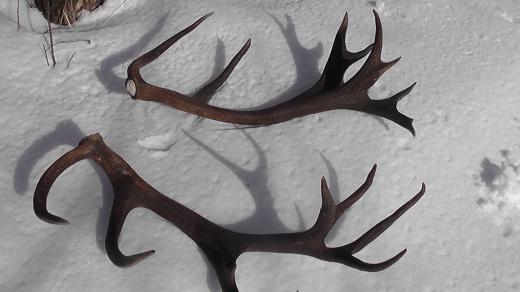 Parohy šumavského dvacateráka