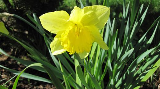 narcis