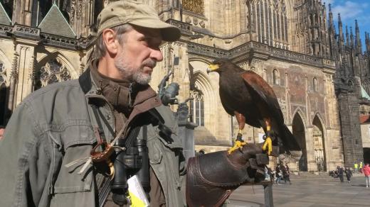 Sokolník Ladislav Hokr s kánětem Harrisovým, které plaší na Hradě holuby