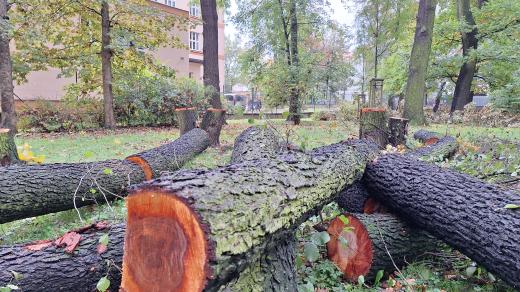 Zhruba dvacítka olší a javorů má takové poškození kmene, že může ohrozit kolemjdoucí