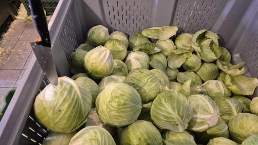 Zelí (určené pro krouhání a nakládání)