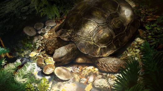 Obrazová rekonstrukce třetihorní želvy Manouria morla z lokality Ahníkov, která je nejstarším známým předkem želvy mohutné, žijící dnes v jihovýchodní Asii