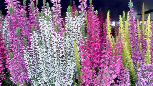 Obchody nabízejí vřesy různých barev