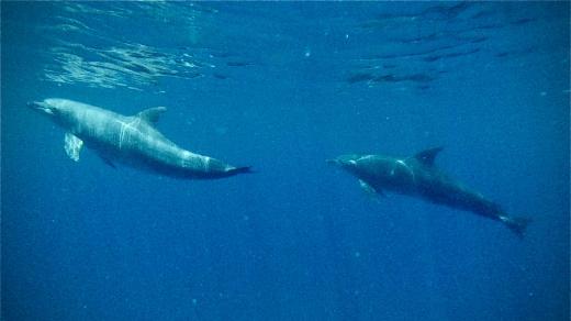 Pozorování delfínů v Indickém oceánu