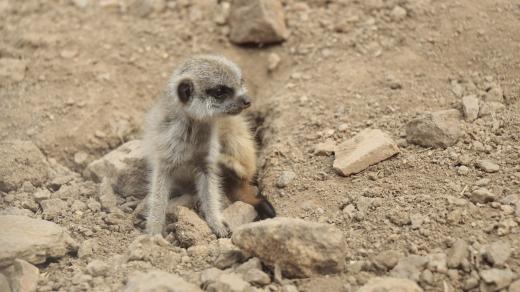 Surikaty v jihlavské zoo