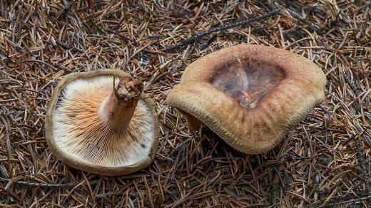 Čechratka podvinutá (Paxillus involutus)