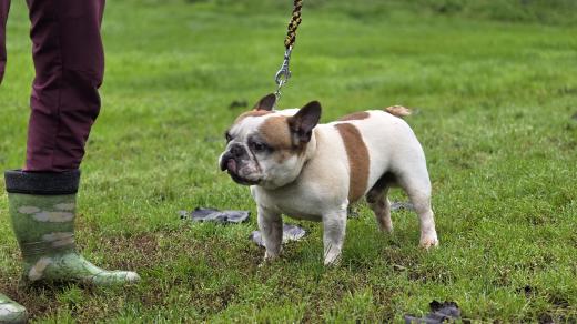 Francouzský buldoček Kevin