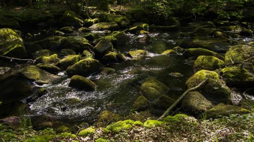 Řeka Dračice, CHKO Třeboňsko