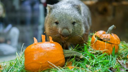 Vombati dostanou dýně v neděli 26. října