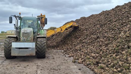 Sklizeň cukrové řepy