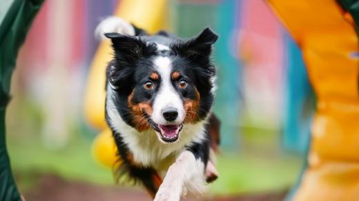 Psí agility