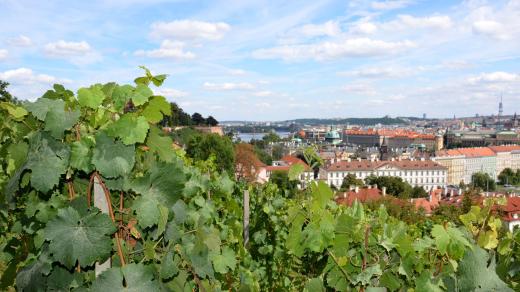 Nejstarší vinicí v Praze je Svatováclavská vinice, která se nachází nad Starými zámeckými schody