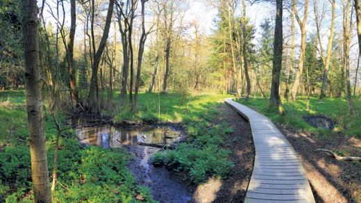 Vodárenský les s chodníčky v močálech