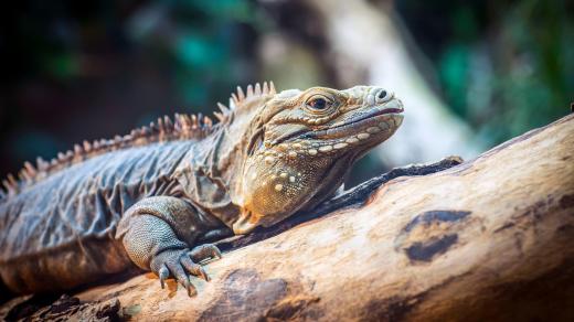 Kritický ohrožený leguán (Iguana delicatissima)