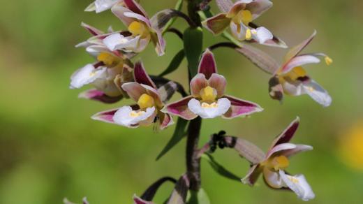 Na šumavské louky se vrátil kruštík bahenní. Jde o druh orchideje, který roste na podmáčených loukách