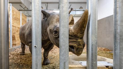 Nosorožec v zoo ve Dvoře Králové