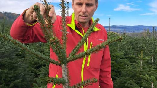 Pěstitel vánočních stromů