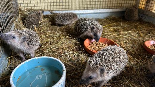 Záchranné stanice pro volně žijící živočichy hlásí obrovský počet nalezených ježčích mláďat