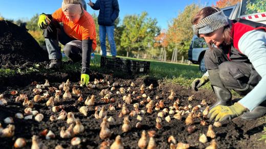 Tulipán Merlot kvete v dubnu až v květnu a je vyššího vzrůstu