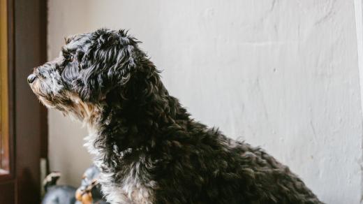 Pes manželů Stehlíkových nám dělal během natáčení společnost