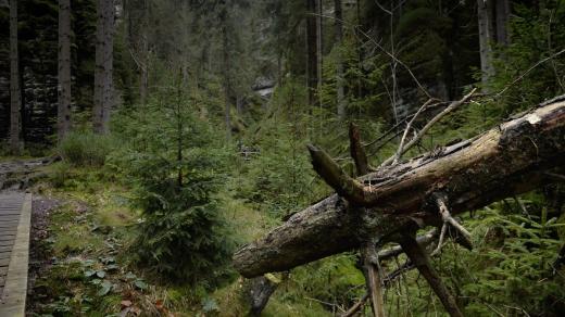 Vlčí rokle v Adršpachu