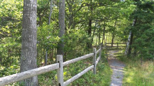 Cesta, lesní cestička (ilustrační foto)