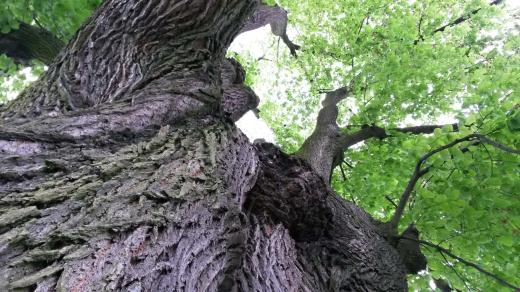 Pohled do koruny stromu