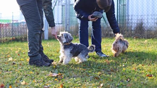 Beny a Filip v třebíčském útulku