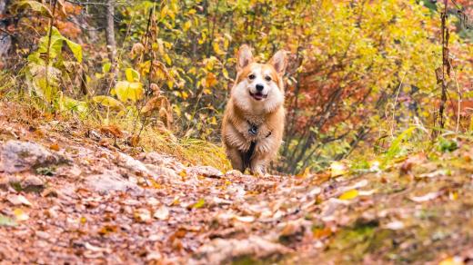 Pes, podzim, listí, corgi