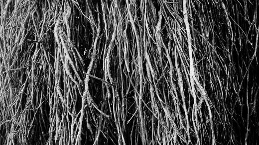 Přebal desky Nocturnal Rainforest