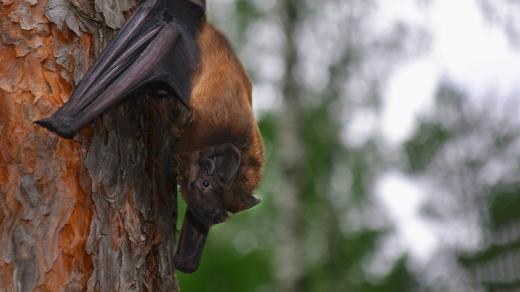 Netopýr obrovský (Nyctalus lasiopterus)