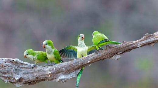 Mníšci šedí (Myiopsitta monachus)