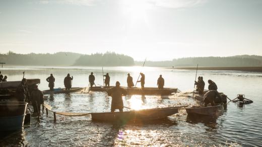 Výlov rybníka na Českobudějovicku