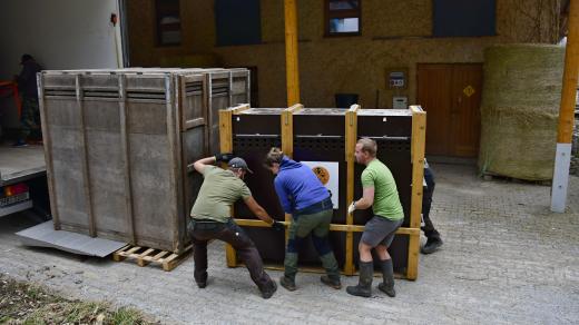 Transport zebry Burchellovy