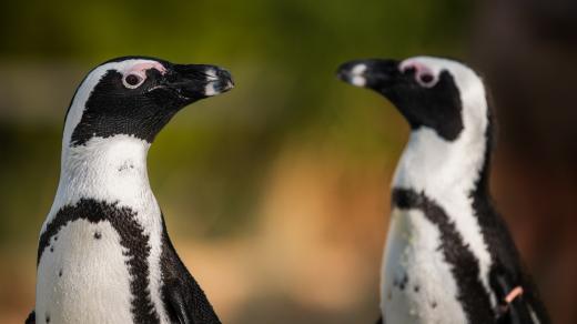 Safari Park Dvůr Králové chová tučňáky brýlové od roku 2022 a hradecký rozhlas je jejich kmotrem
