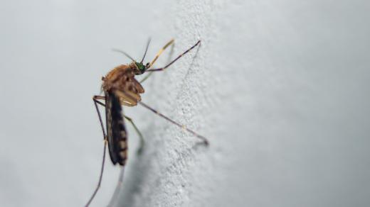 Komár kroužkovaný (Culiseta annulata)