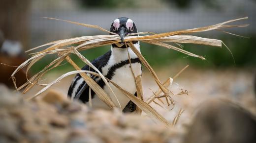 Safari Park Dvůr Králové chová tučňáky brýlové od roku 2022 a hradecký rozhlas je jejich kmotrem