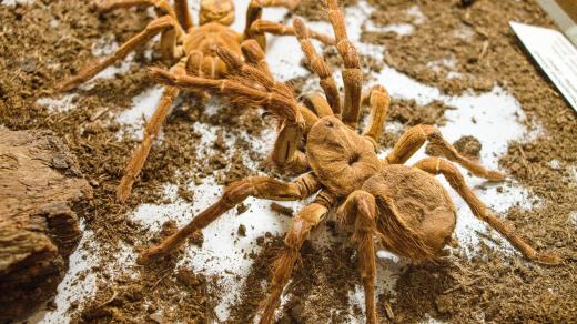 Ve Světě hmyzu a pavoukovců uvidíte i sklípkana největšího