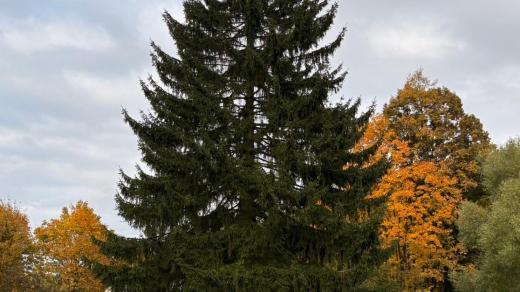 Vánoční strom na Staroměstském náměstí bude smrk ztepilý