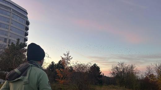 Do Brna se na zimu vrátili havrani polní. Na tradiční nocoviště v lesích nad Riviérou budou dohlížet ornitologové