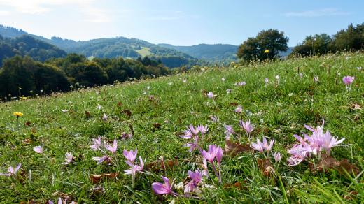 Louka rozkvetlých ocúnů v Bílých Karpatech