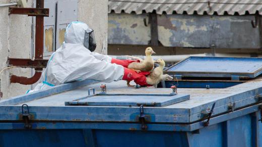 Ve Valdíkově na Třebíčsku se kachny utrácely už v únoru 2024, kdy se ve velkochovu vyskytla vysoce patogenní ptačí chřipka