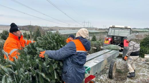 V Suchonicích na Olomoucku se naplno rozjela příprava na tradiční prodej jehličnanů