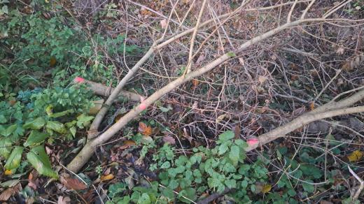 Stínava na Prostějovsku nabízí lidem zdarma palivové dřevo