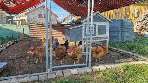 Chráněný výběh slepic Martiny Nováčkové
